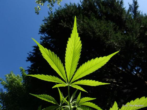 Wird Cannabis die neue Volksdroge?