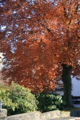 Zittauer Laubaktion: Kostenlos Herbstlaub loswerden