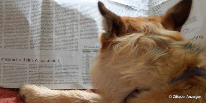 Bildtitel: Was der Hund braucht Bild zu Was der Hund braucht