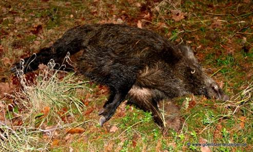 Bild zu Afrikanische Schweinepest breitet sich in Region Zittau aus