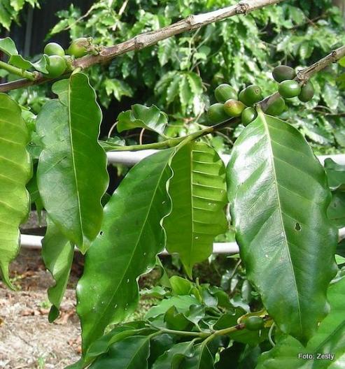 Bild zu Ein Siegel fr Menschlichkeit: Fair Trade Kaffee in Deutschland 