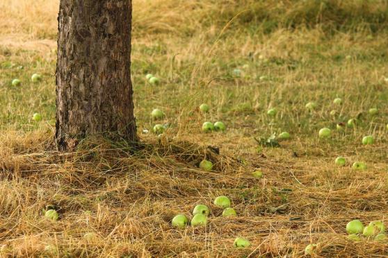 Bild zu Leubas "Hotspot der Biodiversitt": Entdeckungsreise durch die Streuobstwiese